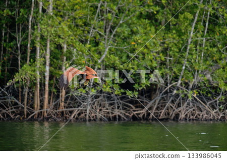 Eagle Feeding in Langkawi island Mangrove tour Kilim Geoforest Park. 133986045
