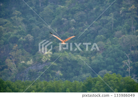 Eagle Feeding in Langkawi island Mangrove tour Kilim Geoforest Park. 133986049