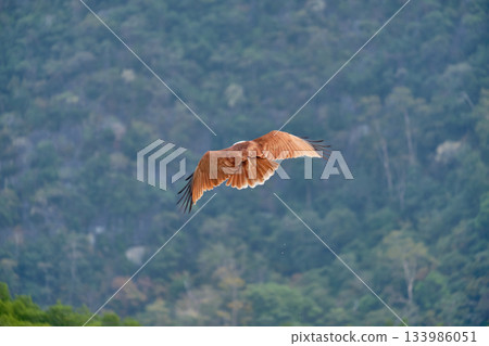 Eagle Feeding in Langkawi island Mangrove tour Kilim Geoforest Park. 133986051