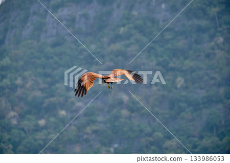 Eagle Feeding in Langkawi island Mangrove tour Kilim Geoforest Park. 133986053