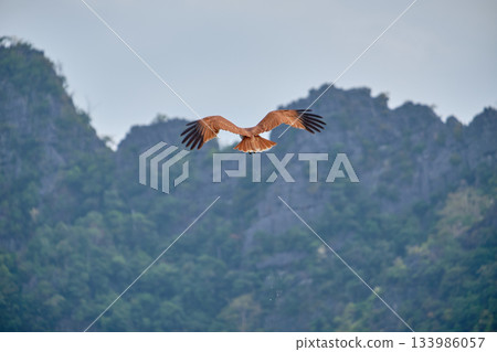 Eagle Feeding in Langkawi island Mangrove tour Kilim Geoforest Park. 133986057