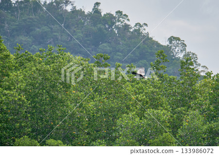 Eagle Feeding in Langkawi island Mangrove tour Kilim Geoforest Park. 133986072
