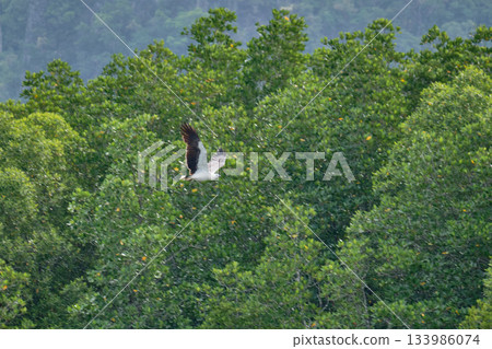 Eagle Feeding in Langkawi island Mangrove tour Kilim Geoforest Park. Eagle Feeding in Langkawi island Mangrove tour Kilim Geoforest Park. 133986074