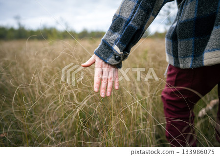 Closeup of hand touching dry grass stems of autumn raised peat bog during walk through wetland 133986075