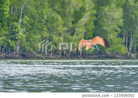 Eagle Feeding in Langkawi island Mangrove tour Kilim Geoforest Park. Eagle Feeding in Langkawi island Mangrove tour Kilim Geoforest Park. 133986082