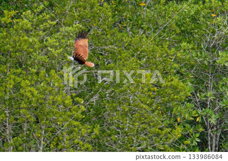 Eagle Feeding in Langkawi island Mangrove tour Kilim Geoforest Park. 133986084
