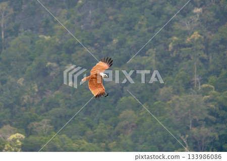 Eagle Feeding in Langkawi island Mangrove tour Kilim Geoforest Park. Eagle Feeding in Langkawi island Mangrove tour Kilim Geoforest Park. 133986086