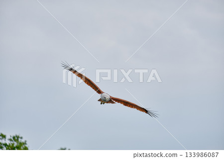 Eagle Feeding in Langkawi island Mangrove tour Kilim Geoforest Park. 133986087