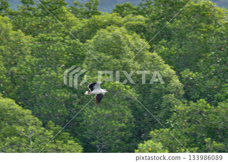 Eagle Feeding in Langkawi island Mangrove tour Kilim Geoforest Park. Eagle Feeding in Langkawi island Mangrove tour Kilim Geoforest Park. 133986089