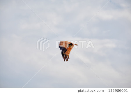 Eagle Feeding in Langkawi island Mangrove tour Kilim Geoforest Park. 133986091