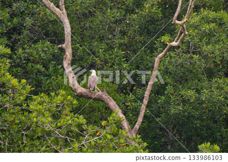 Eagle Feeding in Langkawi island Mangrove tour Kilim Geoforest Park. 133986103
