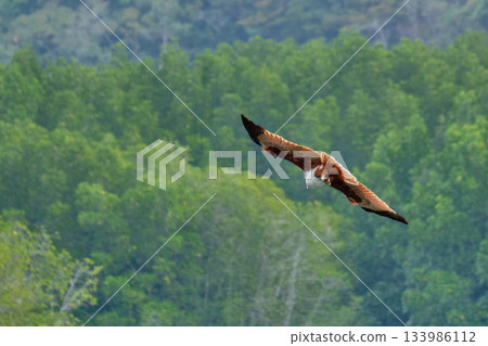 Eagle Feeding in Langkawi island Mangrove tour Kilim Geoforest Park. 133986112