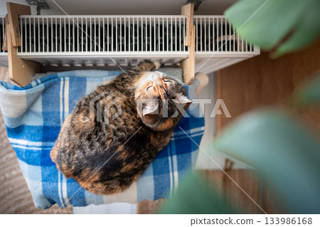 Domestic cat basking and napping near hot radiator at home, kitty during heating season in winter. Domestic cat basking and napping near hot radiator at home, kitty during heating season in winter. 133986168
