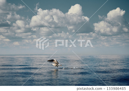 A seagull flies close to the surface of the water on a clear sunny day 133986485