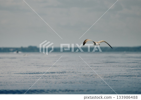 A seagull flies close to the surface of the water on a clear sunny day 133986488