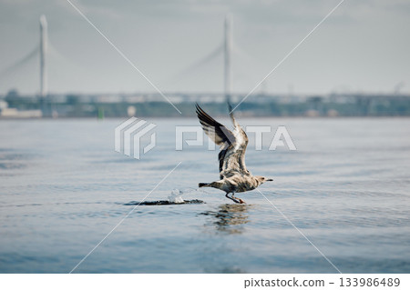 A seagull flies close to the surface of the water on a clear sunny day 133986489