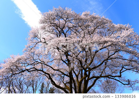 【埼玉縣寄居町】八形城櫻花:氏國櫻花 【埼玉縣寄居町】八形城櫻花:氏國櫻花 133986816