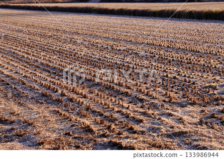 Rice field where rice crop was over 133986944