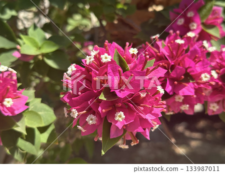 Ornamental shrub or Bougainvillea Mini Thai (Latin - Bougainvillea Mini Thai) 133987011