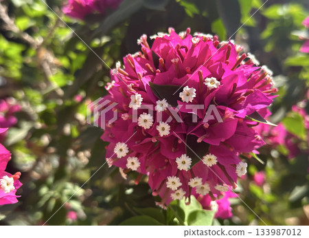 Ornamental shrub or Bougainvillea Mini Thai (Latin - Bougainvillea Mini Thai) Ornamental shrub or Bougainvillea Mini Thai (Latin - Bougainvillea Mini Thai) 133987012