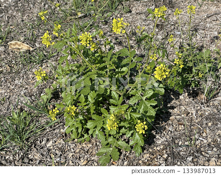 Blossom White mustard, also called yellow mustard (lat.- Sinapis alba) 133987013