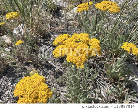 Beautiful blossom milfoil (lat.- Achillea arabica Kotschy) 133987014