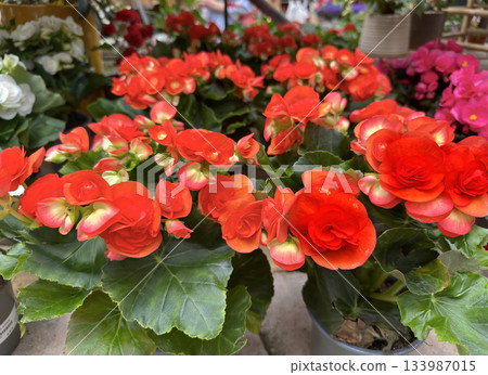 Beautiful red flowers Begonia (Latin - Begonia) Beautiful red flowers Begonia (Latin - Begonia) 133987015
