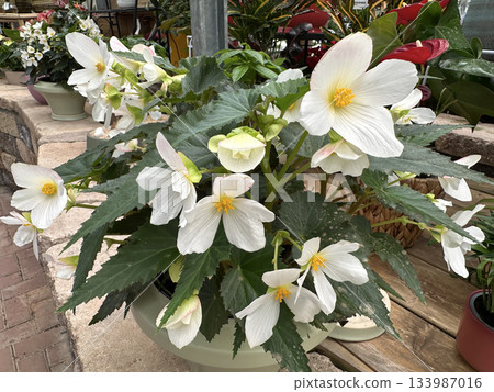 Beautiful white flowers Begonia (Latin - Begonia) Beautiful white flowers Begonia (Latin - Begonia) 133987016