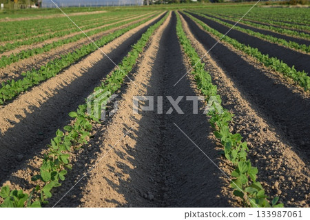 Soybean field Shonai, Yamagata Prefecture Soybean field Shonai, Yamagata Prefecture 133987061