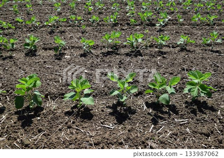 山形縣莊內市大豆田 133987062