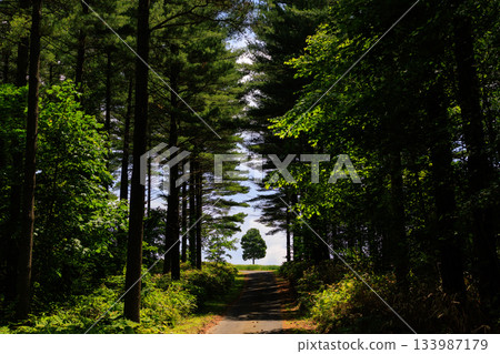 綠意盎然的林間小路 133987179