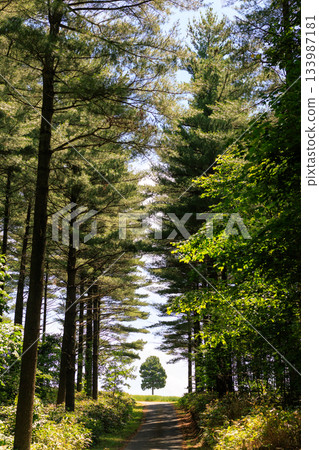 Forest road wrapped in fresh green Forest road wrapped in fresh green 133987181