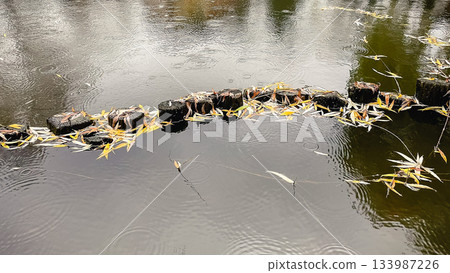 Raindrops create ripples on dark water surface with fallen autumn leaves and wooden posts Raindrops create ripples on dark water surface with fallen autumn leaves and wooden posts 133987226