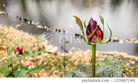 Red rosebud with raindrops in the foreground against a blurred background of a dark pond Red rosebud with raindrops in the foreground against a blurred background of a dark pond 133987249