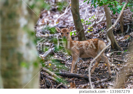 Yakushima World Heritage Site (Summer) - Baby Yakushima deer born this year 133987279