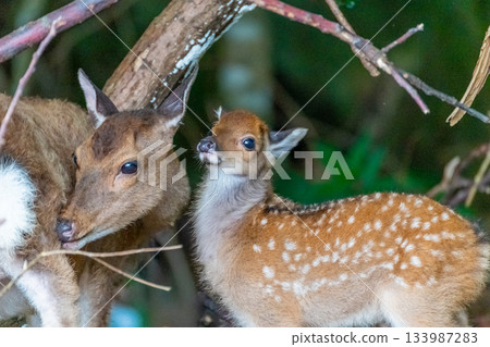 Yakushima World Heritage Site (Summer) - Baby Yakushima deer born this year 133987283