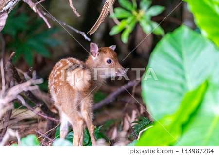 Yakushima World Heritage Site (Summer) - Baby Yakushima deer born this year 133987284