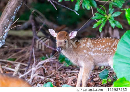 Yakushima World Heritage Site (Summer) - Baby Yakushima deer born this year 133987285