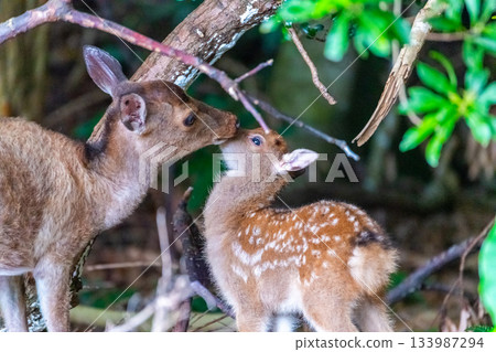 母子屋久島鹿互相愛撫 世界自然遺產(夏季) 母子屋久島鹿互相愛撫 世界自然遺產(夏季) 133987294