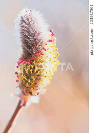 貓科動物花 133987361