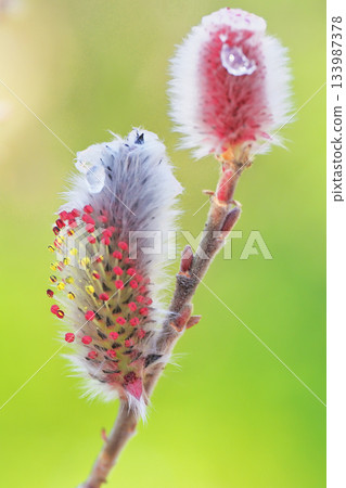 Feline flower flower 133987378