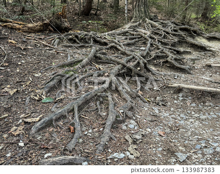 Wild Forest Trail With Exposed Tree Roots Spreading Across Rocky Path In Dense Shade 133987383