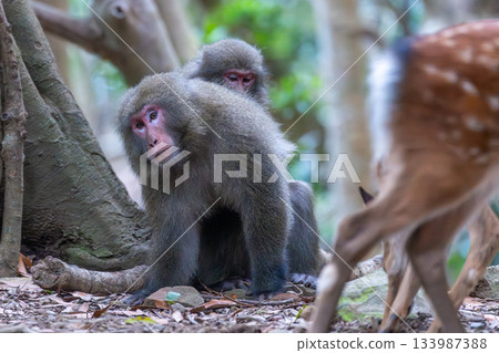 Male and female Yakuza monkeys: alert, threatening, relaxing, foraging. World Natural Heritage Site, Yakushima (Summer, Autumn, Winter, Spring) 133987388