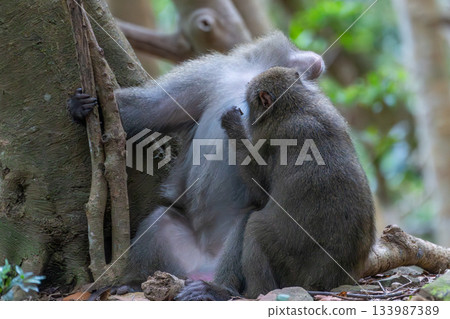 Male and female Yakuza monkeys: alert, threatening, relaxing, foraging. World Natural Heritage Site, Yakushima (Summer, Autumn, Winter, Spring) 133987389