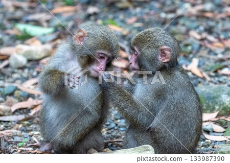 Male and female Yakuza monkeys: alert, threatening, relaxing, foraging. World Natural Heritage Site, Yakushima (Summer, Autumn, Winter, Spring) 133987390