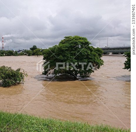 A river swollen with muddy water and submerged trees due to heavy rain 133987401