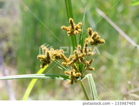 Flowering Cyperus glomeratus Flowering Cyperus glomeratus 133987405