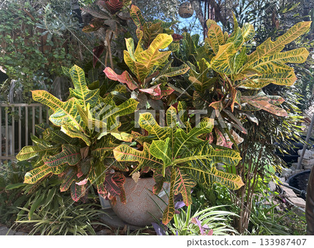 Croton or variegated croton (lat.- Codiaeum variegatum) 133987407