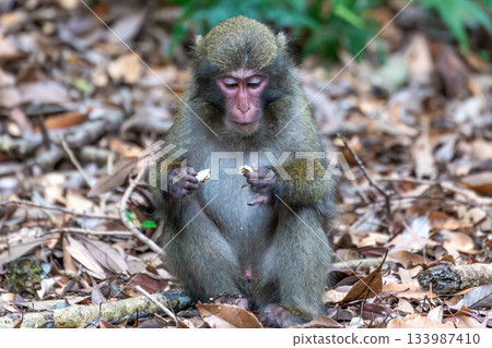 Yakuza monkeys foraging on Yakushima, a World Heritage Site (Summer, Autumn, Winter, Spring) 133987410