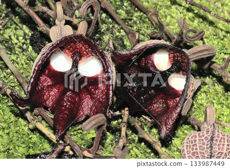 Aristolochia salvadorensis flower 133987449